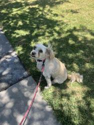 Reunited Female Dog last seen Ball & Anaheim Blvd., Anaheim, CA 92805