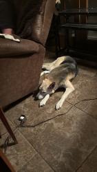Reunited Female Dog last seen Parkerville and 35, DeSoto, TX 75115
