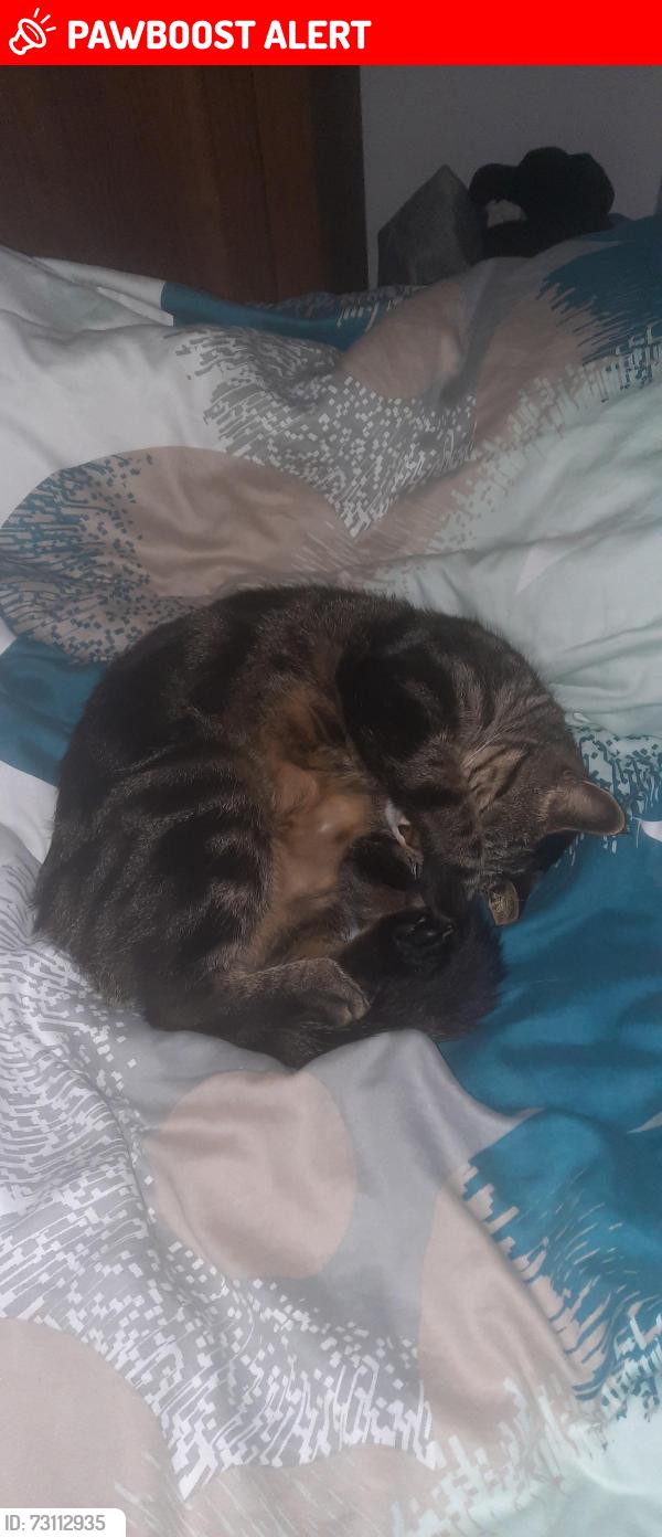 Lost Male Cat last seen DN5 9TR at home, South Yorkshire, England DN5 9TR