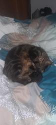 Lost Male Cat last seen DN5 9TR at home, South Yorkshire, England DN5 9TR