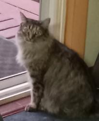 Reunited Female Cat last seen Spruce St and E. Sheridan Ave, Woodland Park, CO 80863