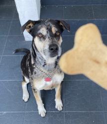 Lost Female Dog last seen Lake Limestone, Limestone County, TX 76642