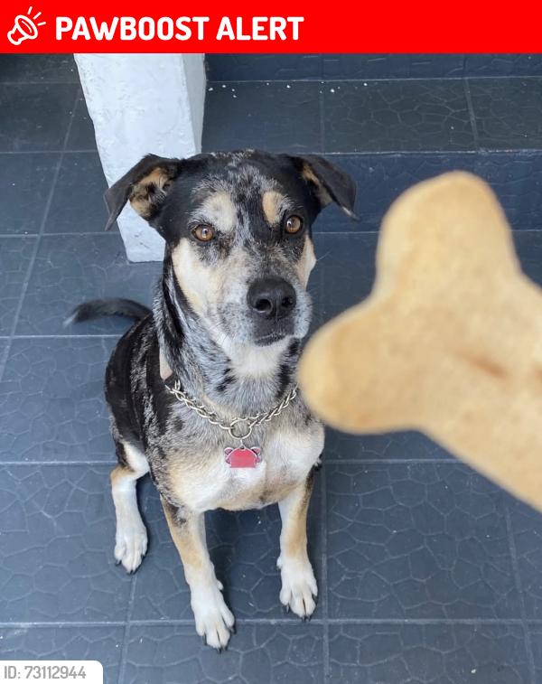 Lost Female Dog last seen Lake Limestone, Limestone County, TX 76642