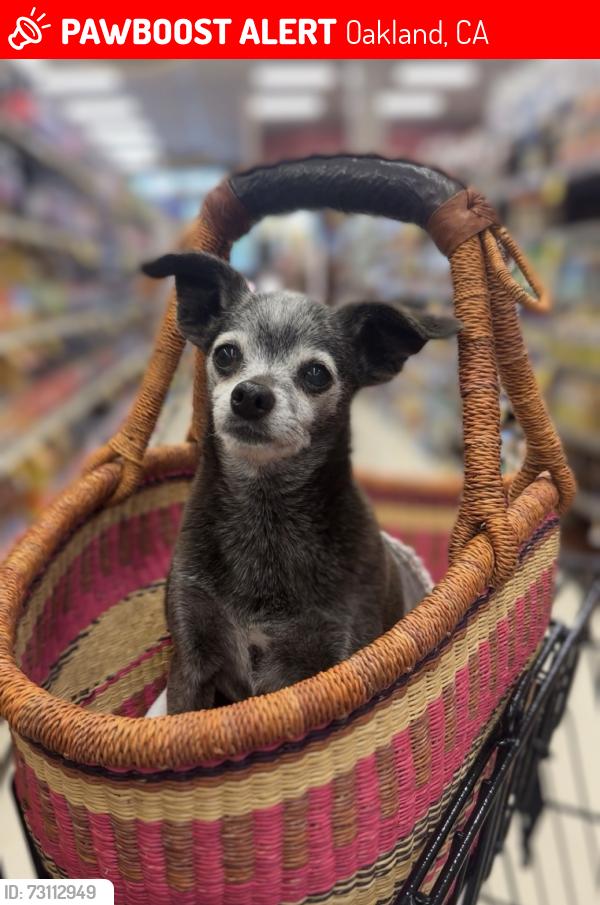 Lost Female Dog last seen School Street across from Fruitvale Elementary, Oakland, CA 94602