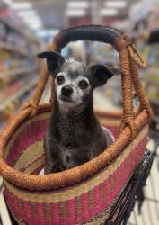 Lost Female Dog last seen School Street across from Fruitvale Elementary, Oakland, CA 94602