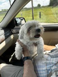 Reunited Female Dog last seen Birchcrest Lane, Bryan, TX 77802