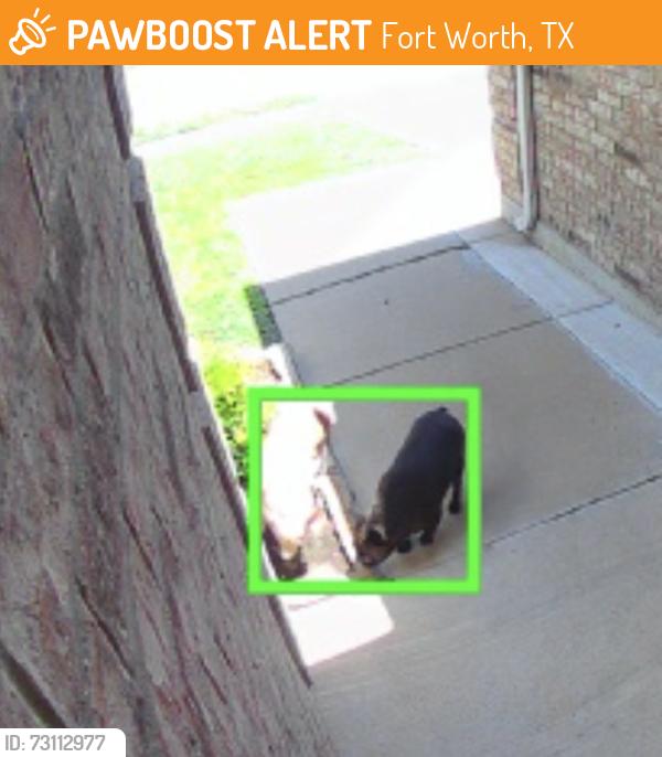 Found/Stray Unknown Dog last seen Trail Lake Drive, Fort Worth, TX 76123