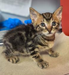 Shelter Stray Male Cat last seen Near w Dan Ronquillo Dr, FHAS (On Site), CA, 1510 W Dan Ronquillo Dr, Fresno, CA 93706, USA