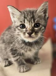 Shelter Stray Female Cat last seen S Willow Ave & E Central Ave, Fresno Zone Fresno CO 1A 93725, CA, 1510 W Dan Ronquillo Dr, Fresno, CA 93706, USA