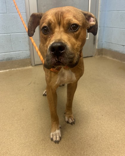 Shelter Stray Male Dog last seen Near Kanawha Drive, 30087, GA, 3280 Chamblee Dunwoody Rd, Chamblee, GA 30341, USA