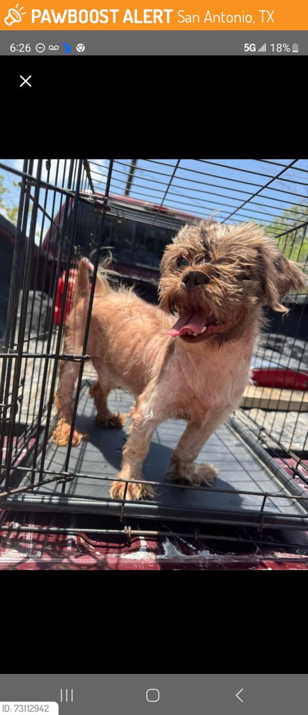 Found/Stray Male Dog last seen Near near San Antonio & Von Army, San Antonio, TX 78234