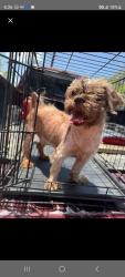 Found/Stray Male Dog last seen Near near San Antonio & Von Army, San Antonio, TX 78234