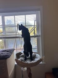Reunited Male Cat last seen Edna Ct and S El Monte Ave Los Altos CA 94022, Los Altos, CA 94022