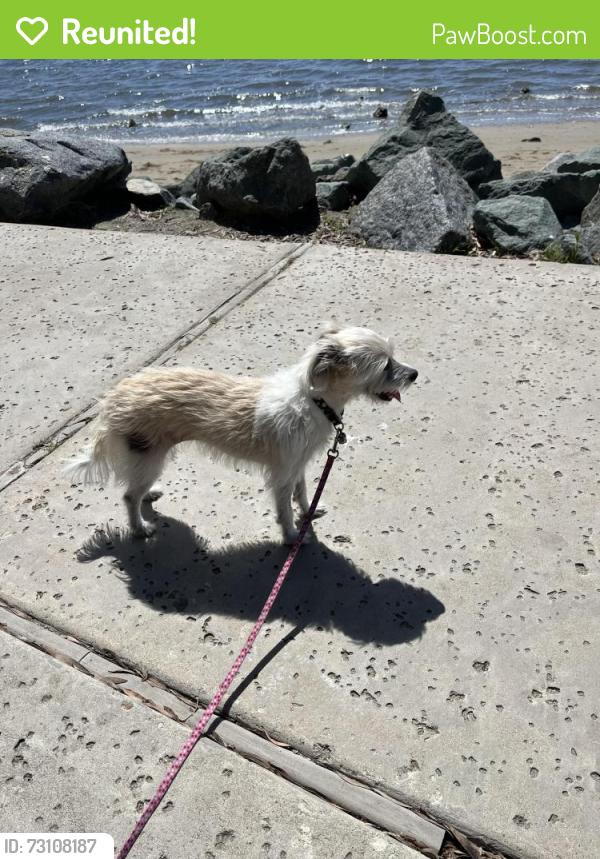 Reunited Female Dog last seen Gotham & Otay Lakes Rd, Chula Vista, CA 91913
