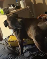 Reunited Female Dog last seen 23rd st and daughtry rd, Zephyrhills, FL 33540