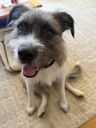 Reunited Male Dog last seen Amos Herr Park Landisville, Landisville, PA 17538