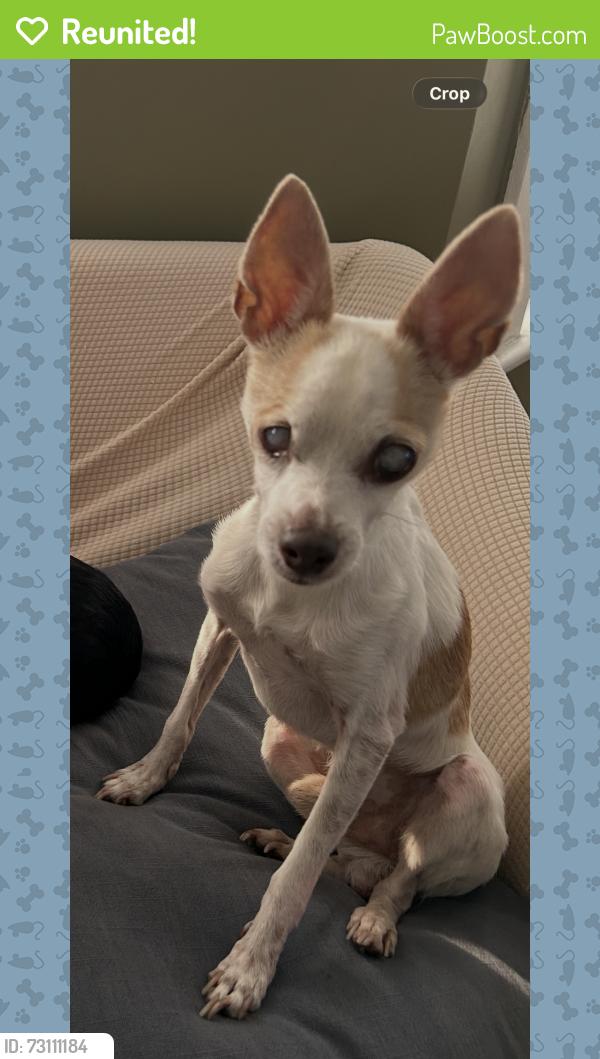 Reunited Male Dog last seen Bertos sports bar and grill, Bridgeport, CT 06605