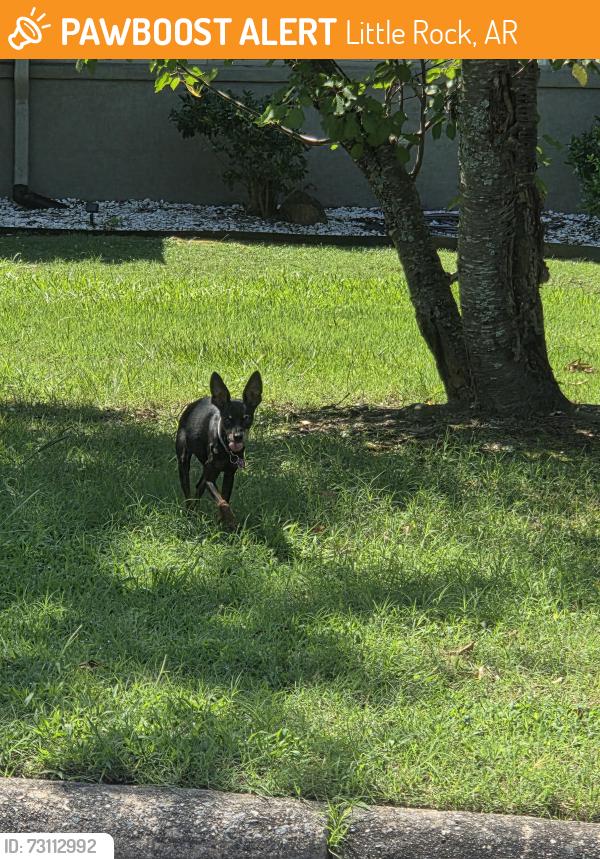 Found/Stray Unknown Dog last seen Pleasant Valley, Little Rock, AR 72212