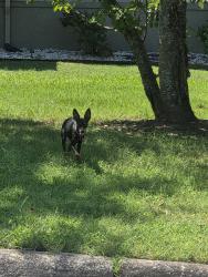 Found/Stray Unknown Dog last seen Pleasant Valley, Little Rock, AR 72212