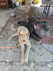 Reunited Unknown Dog last seen Woodman n lassen, Los Angeles, CA 91345