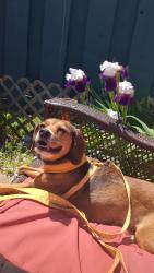 Reunited Female Dog last seen Potter street, Haslett, MI 48840