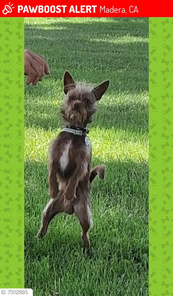 Lost Male Dog last seen Kensington and 36 1/2, Madera, CA 93636