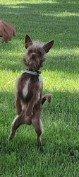 Lost Male Dog last seen Kensington and 36 1/2, Madera, CA 93636