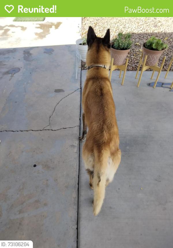 Reunited Female Dog last seen Owens and Lamb, Las Vegas, NV 89115