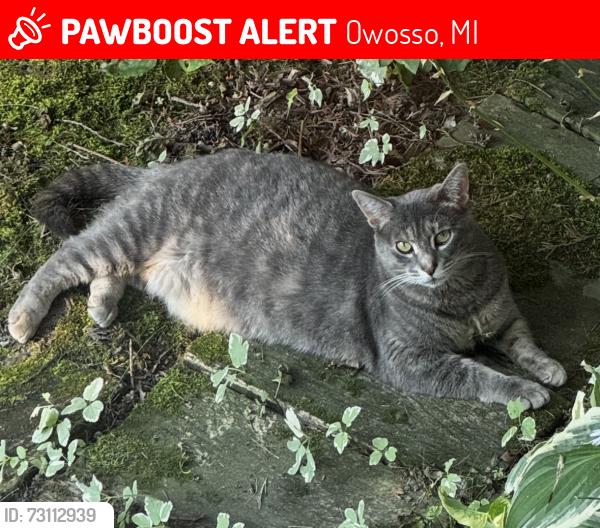 Lost Female Cat last seen S M-52 & Garrison, Owosso, MI 48867