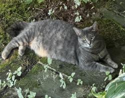 Lost Female Cat last seen S M-52 & Garrison, Owosso, MI 48867