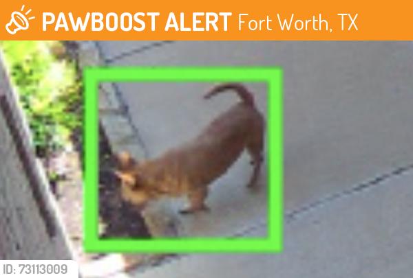 Found/Stray Unknown Dog last seen Trail Lake Dr, Fort Worth, TX 76123