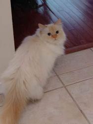 Reunited Female Cat last seen old colony rd and Pilgrims Way, Oakville, ON L6M 1J8