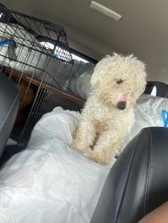 Lost Male Dog last seen Elever park, Madison, WI 53719