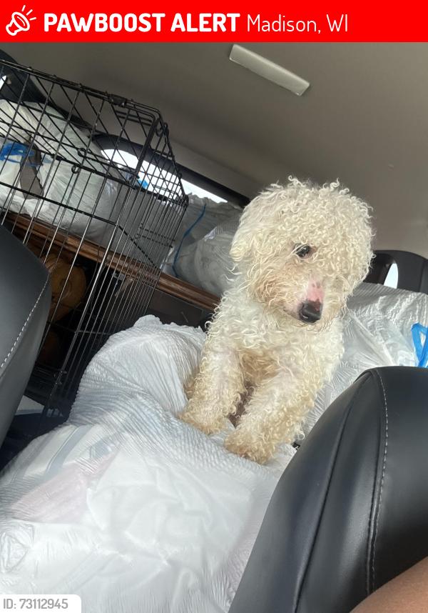 Lost Male Dog last seen Elever park, Madison, WI 53719