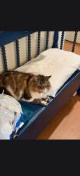 Lost Male Cat last seen Near Wayside Church Rd Taylorsville, NC, Taylorsville, NC 28681