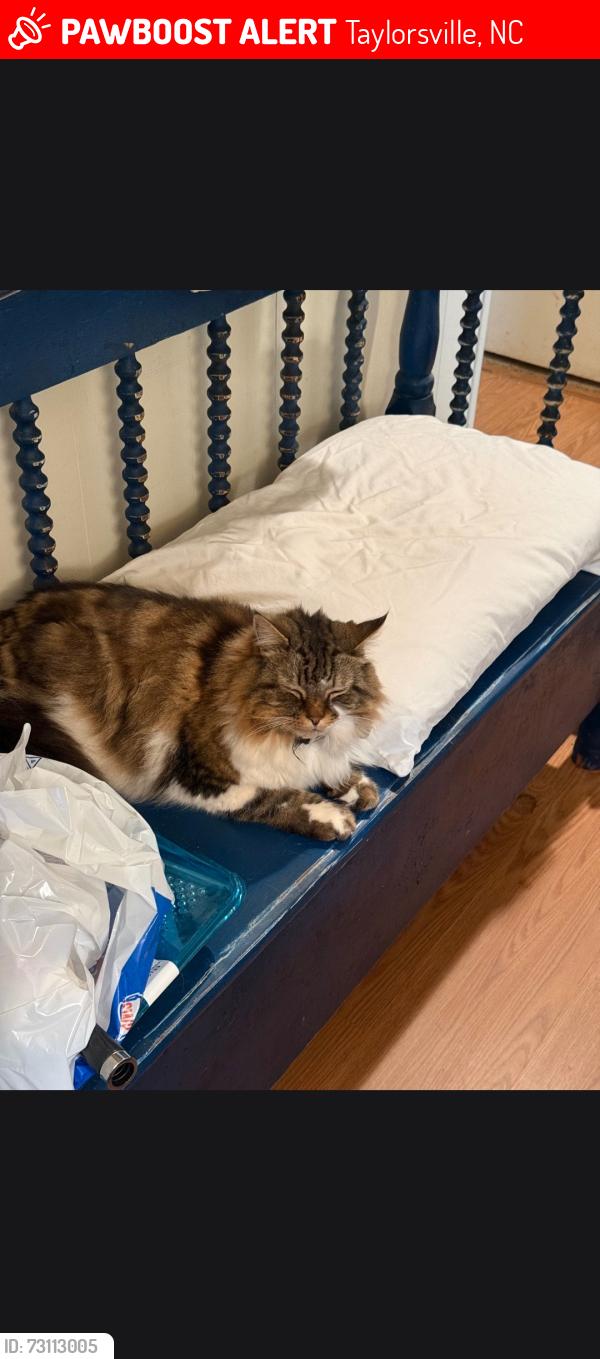 Lost Male Cat last seen Near Wayside Church Rd Taylorsville, NC, Taylorsville, NC 28681