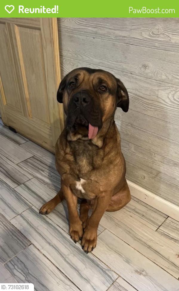 Reunited Male Dog last seen Preston and Chester Ave in Elgin, Elgin, IL 60120