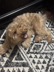 Lost Male Dog last seen Creekstone ct, McKinney, TX 75071