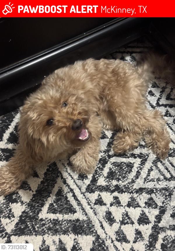 Lost Male Dog last seen Creekstone ct, McKinney, TX 75071