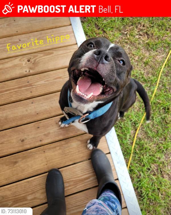 Lost Male Dog last seen NW 21st Ave Bell, Fl, Bell, FL 32619