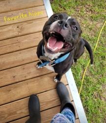 Lost Male Dog last seen NW 21st Ave Bell, Fl, Bell, FL 32619