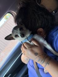 Reunited Male Dog last seen Colonsay Way, Sacramento, CA 95829