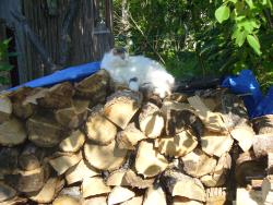 Lost Female Cat last seen Near yards south of Conc.5., Kincardine, ON N2Z 2X6
