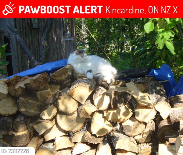 Lost Female Cat last seen Near yards south of Conc.5., Kincardine, ON N2Z 2X6