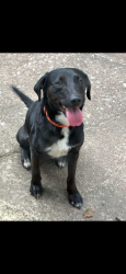 Lost Female Dog last seen I44 and Peoria, Tulsa, OK 74105