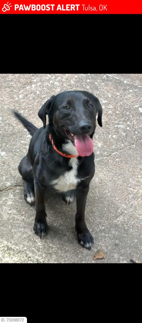 Lost Female Dog last seen I44 and Peoria, Tulsa, OK 74105