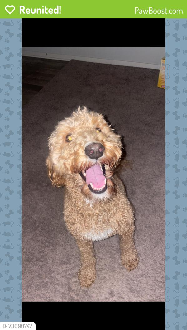 Reunited Female Dog last seen Brookland Hills Neighborhood, Brookland, AR 72417