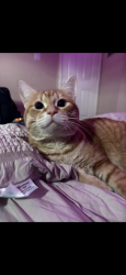 Lost Male Cat last seen Beechnut,, Richmond, TX 77407