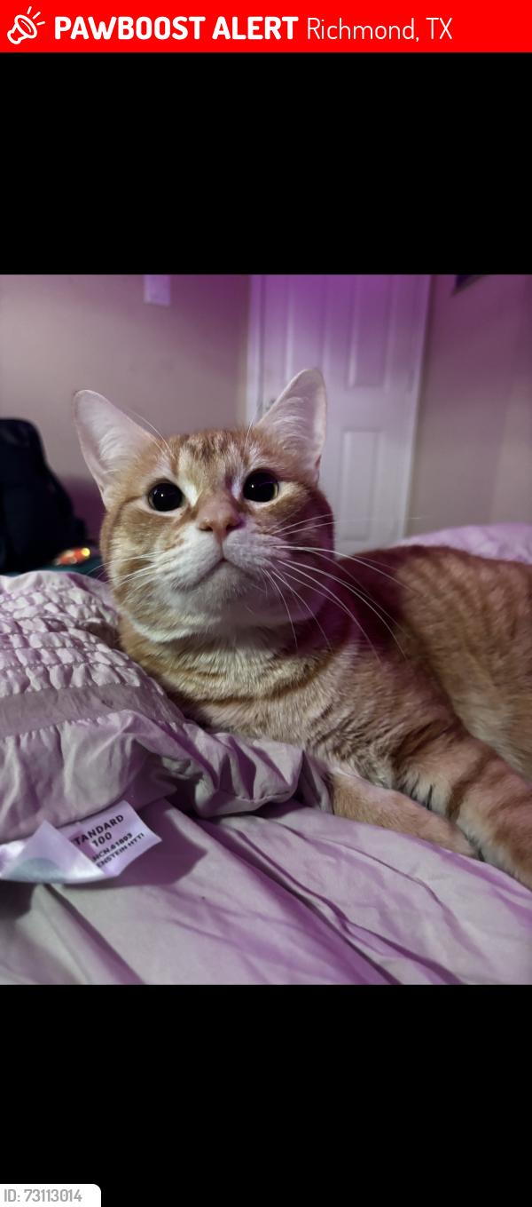Lost Male Cat last seen Beechnut,, Richmond, TX 77407