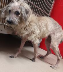 Shelter Stray Female Dog last seen El Paso Street, La Mesa, CA, 91942, El Cajon, CA 92020, USA